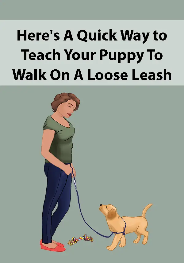 Here's A Quick Way to Teach Your Puppy To Walk On A Loose Leash