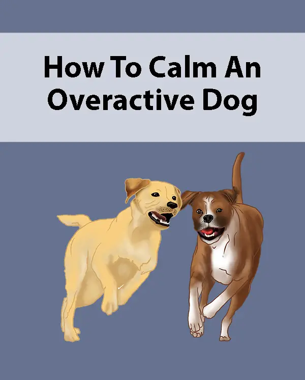 How To Calm An Overactive Dog