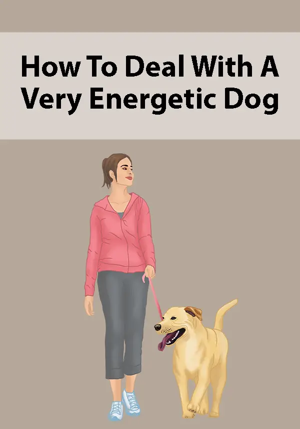 How To Deal With A Very Energetic Dog