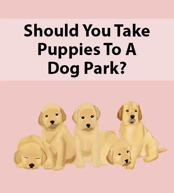 Should You Take Puppies To A Dog Park