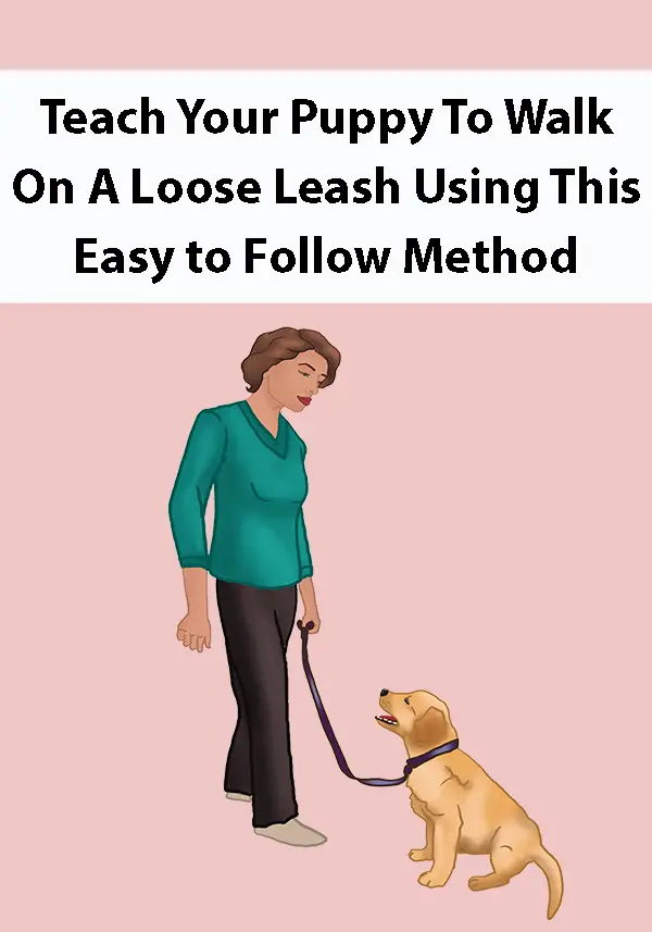 Teach Your Puppy To Walk On A Loose Leash Using This Easy to Follow Method