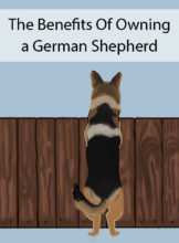 9 Reasons For Owning A German Shepherd