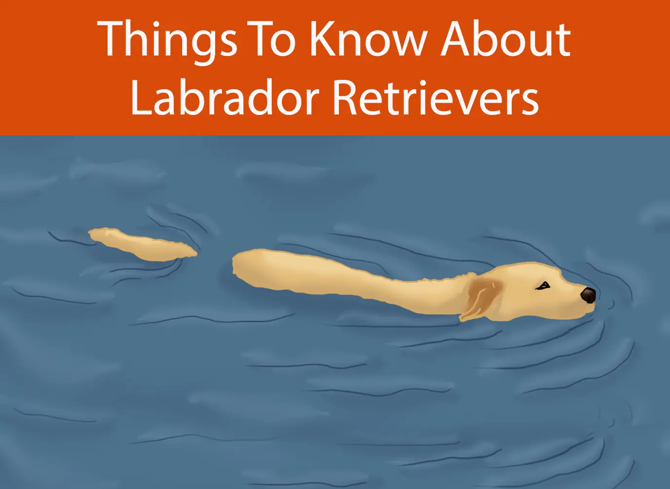 Things To Know About Labrador Retrievers