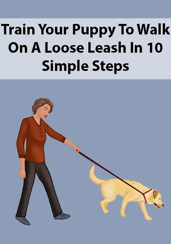 Train Your Puppy To Walk On A Loose Leash In 10 Simple Steps
