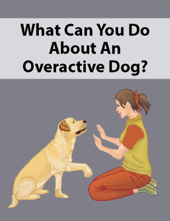 How To Calm An Overactive Dog