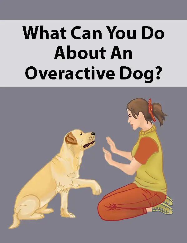 What Can You Do About An Overactive Dog