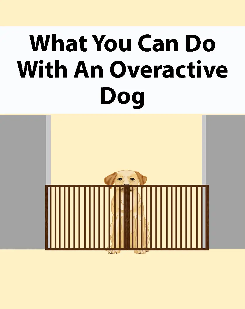 What You Can Do With An Overactive Dog