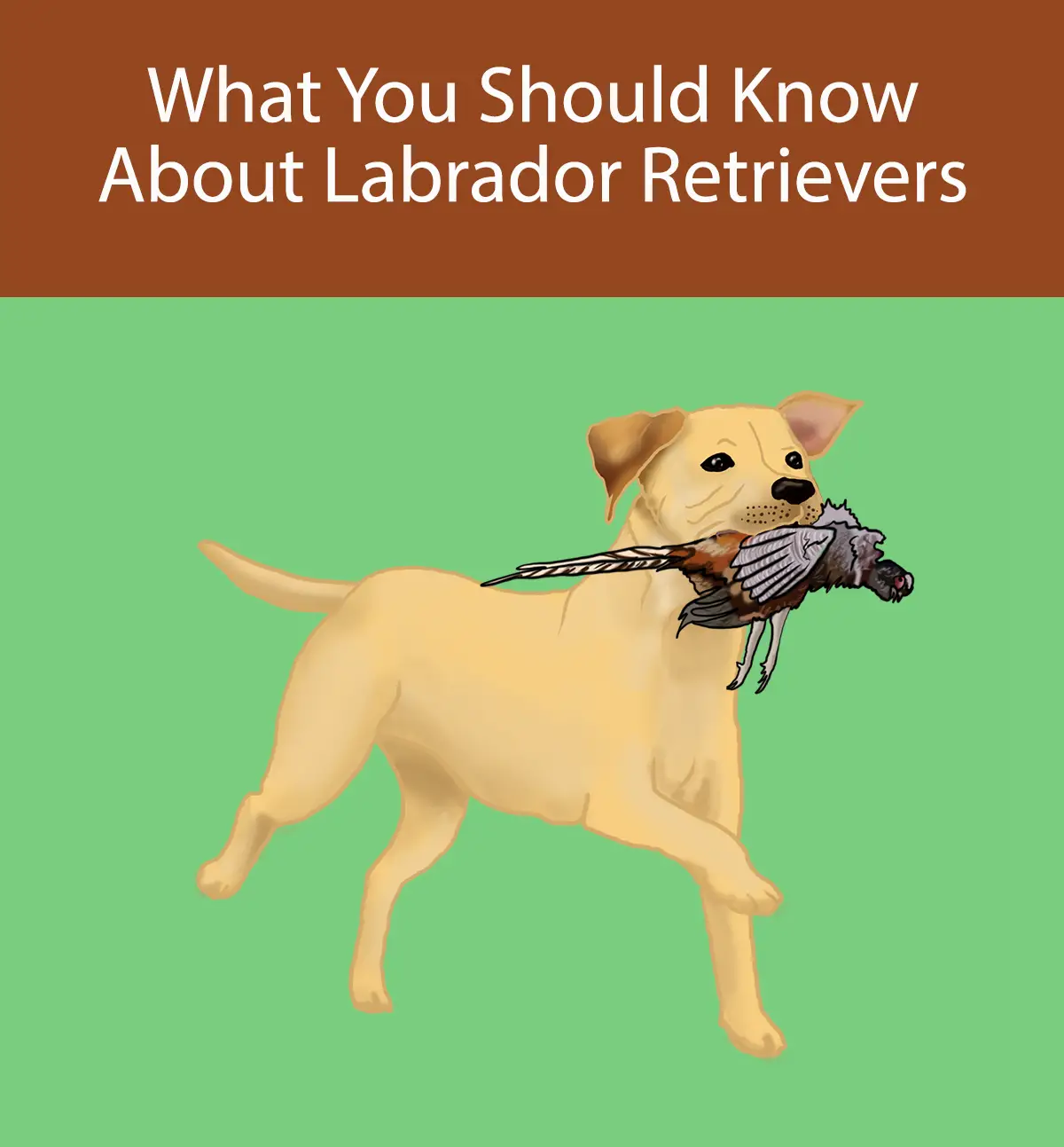 What You Should Know About Labrador Retrievers