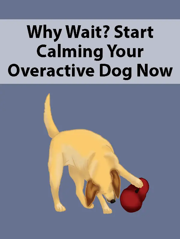 Why Wait Start Calming Your Overactive Dog Now