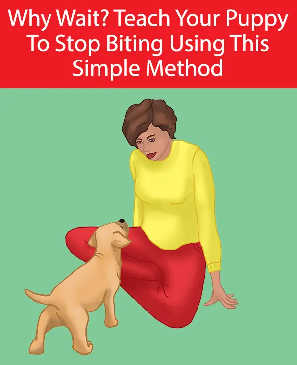Teach Your Puppy To Stop Biting