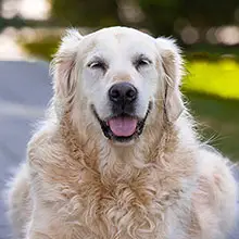 Caring For Your Senior Dog
