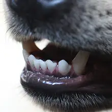 Dogs Dental Problems