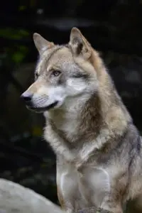How Closely Are Dogs And Wolves Related
