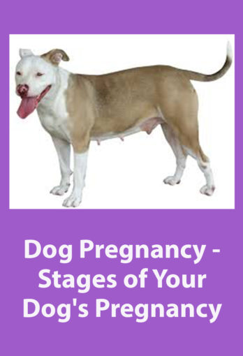 Dog Pregnancy