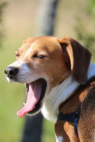 Why Dog Dogs Yawn
