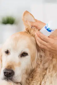 Common Ear Problems In Dogs