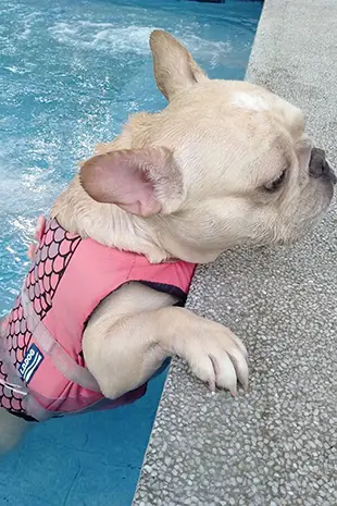Dog Safety Swimming Tips