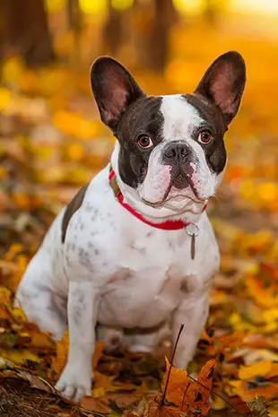 Things To Do With Your Dog This Fall