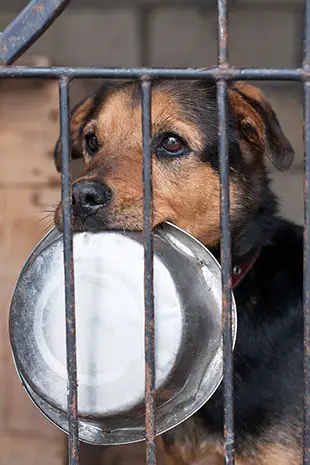 Why Dogs End Up In Shelters