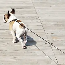 Dog On Retractable Leash
