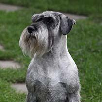 How To Become A Dog Groomer?
