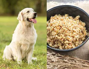 Is Quinoa Good For Dogs?