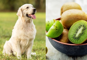 Can Dogs Have Kiwi