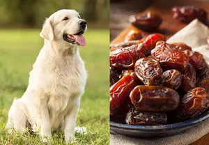 Can Dogs Eat Dates