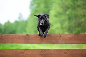 how to keep dog from jumping fence