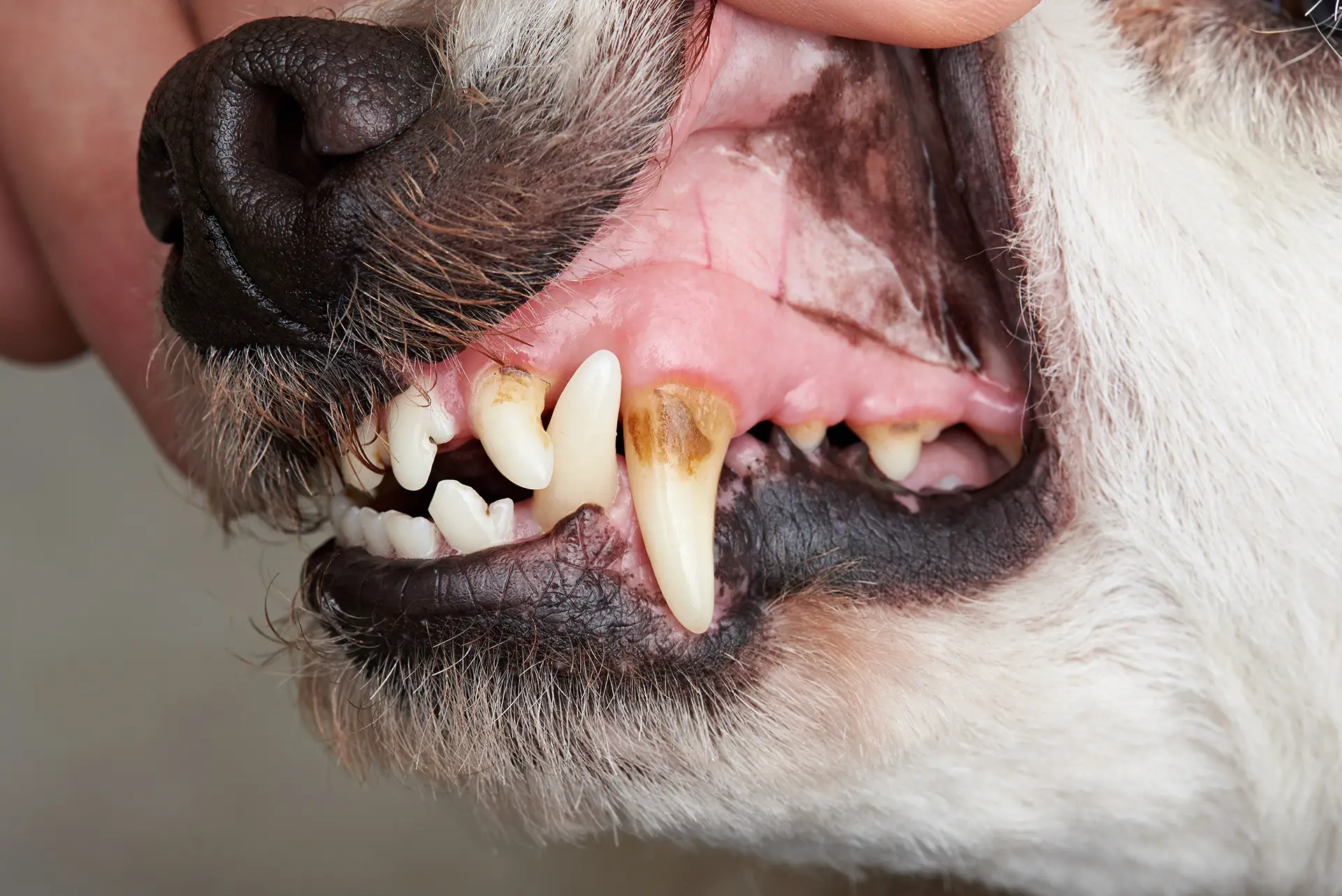 Can Dogs Get Cavities?