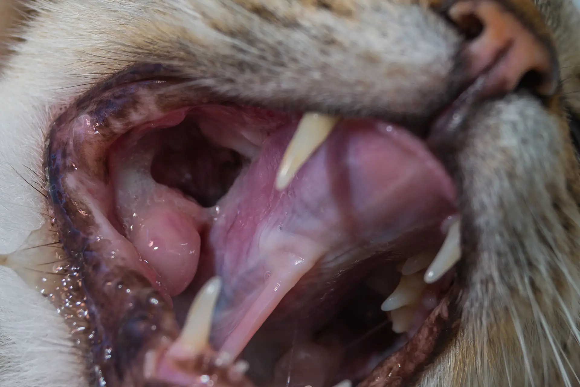 Do Dogs Have Tonsils?