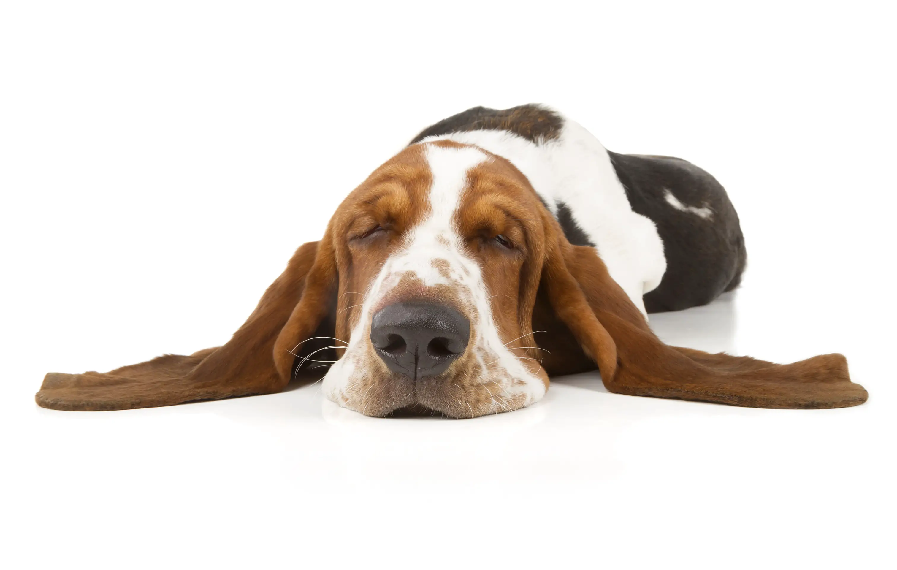 can dogs have sleep apnea
