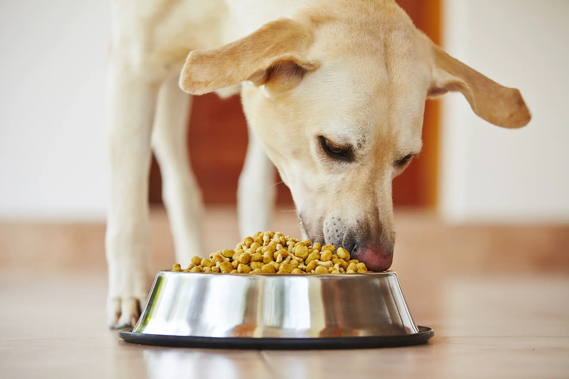 how many calories should a dog eat