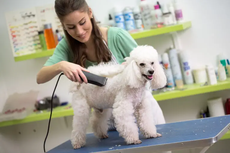 Top Dog Groomer Tip of the decade Learn more here 