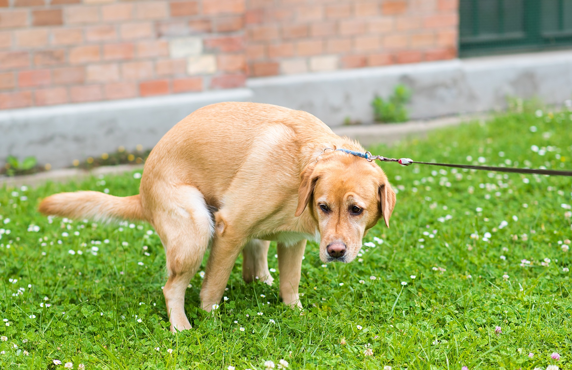 what to give a dog for constipation