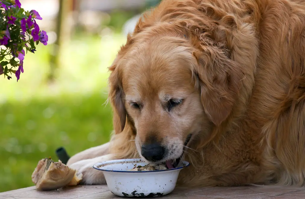 how-to-fatten-up-a-dog