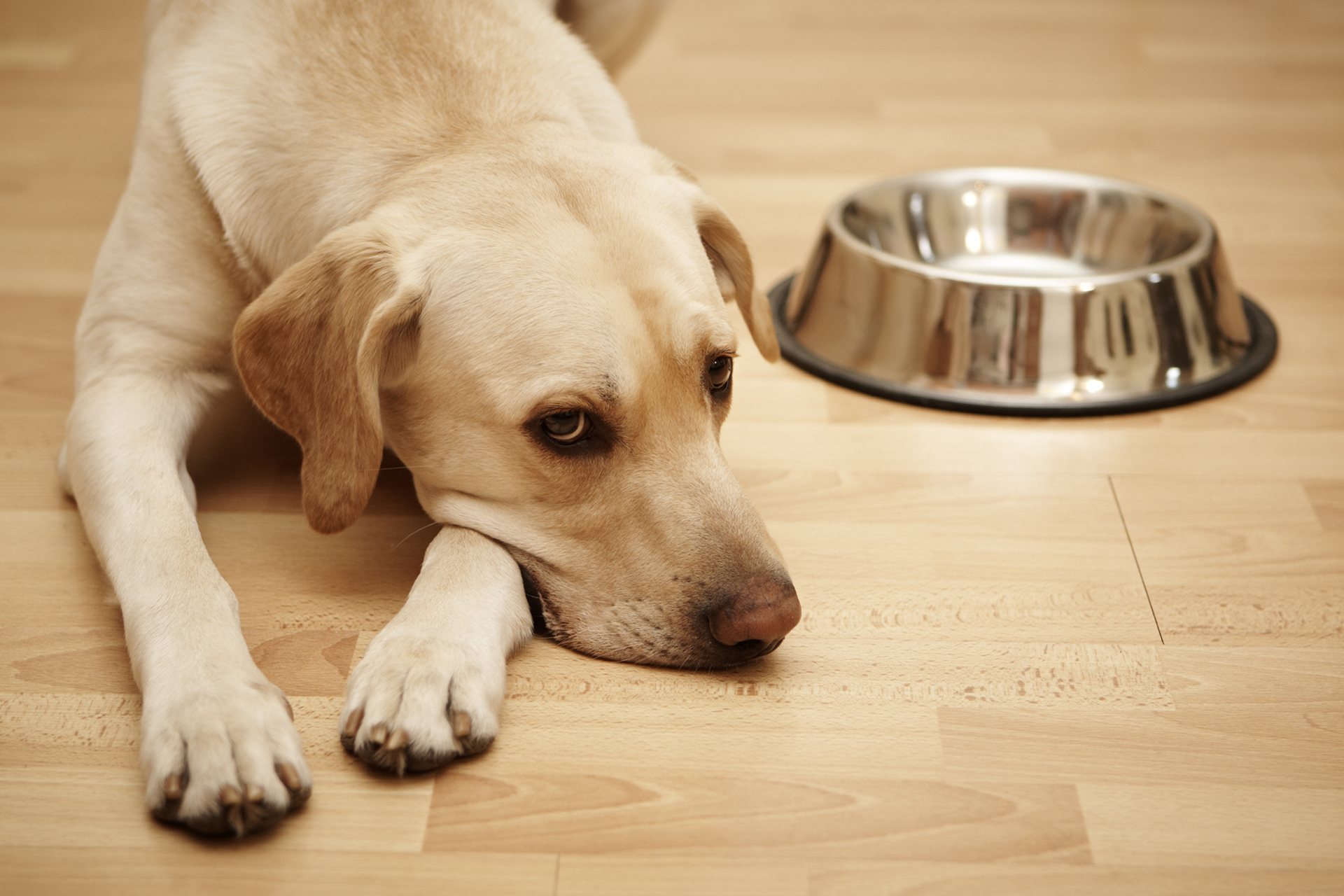 how-long-can-a-dog-go-without-food