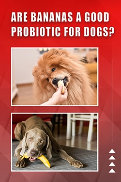 Are Bananas A Good Probiotic For Dogs
