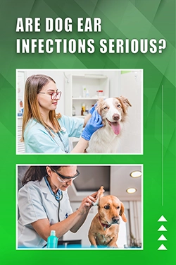 Are Dog Ear Infections Serious