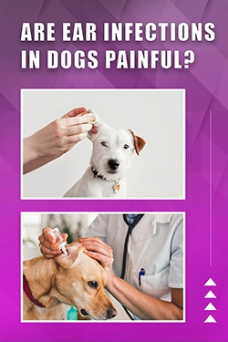 Are Ear Infections In Dogs Painful