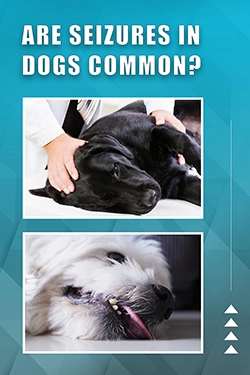 Are Seizures In Dogs Common