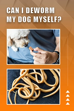 Can I Deworm My Dog Myself