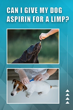 Can I Give My Dog Aspirin For A Limp