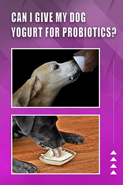Can I Give My Dog Yogurt For Probiotics