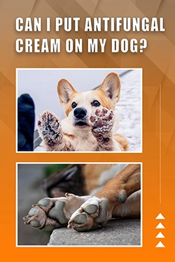 Can I Put Antifungal Cream On My Dog