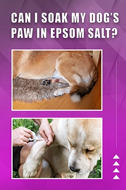 Can I Soak My Dog's Paw In Epsom Salt