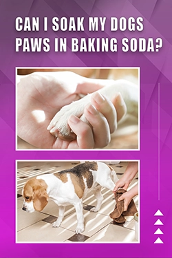 Can I Soak My Dogs Paws In Baking Soda