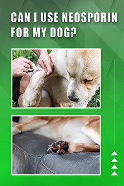 Can I Use Neosporin For My Dog