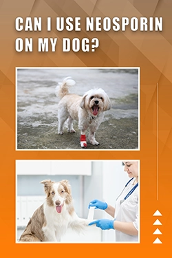 Can I Use Neosporin On My Dog