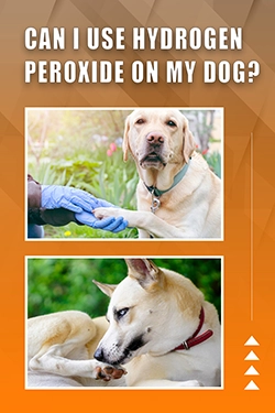 Can I Use Hydrogen Peroxide On My Dog